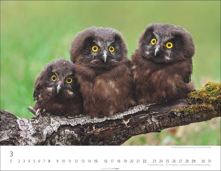 Immagine prodotto Eulen Kalender 2026 (44 x 34 cm, Copertina rigida, Tedesco, Inglese)