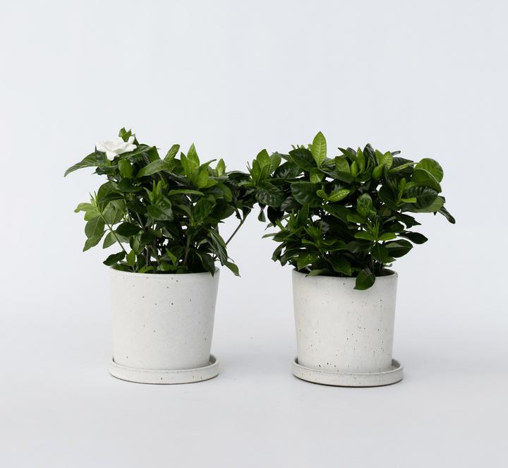 Produktbild Plant in a Box Gardenia Jasminoides (20 cm)