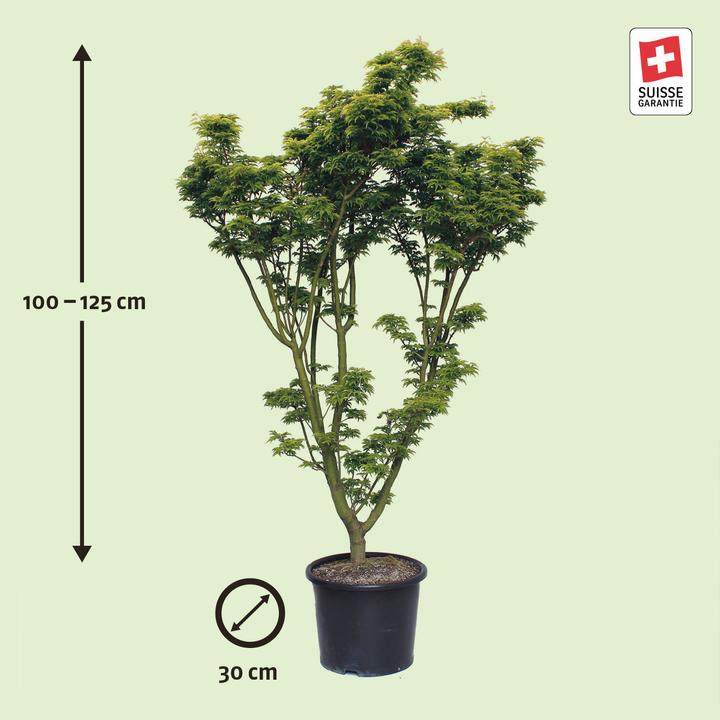 Produktbild Zulauf Japanischer Fächer-Ahorn / Acer palmatum 'Shishigashira' (100 cm)