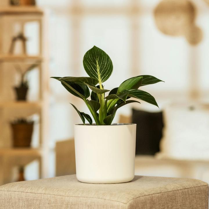 Produktbild Plant in a Box Philodendron 'White Wave' - Weisse Welle (25 cm)