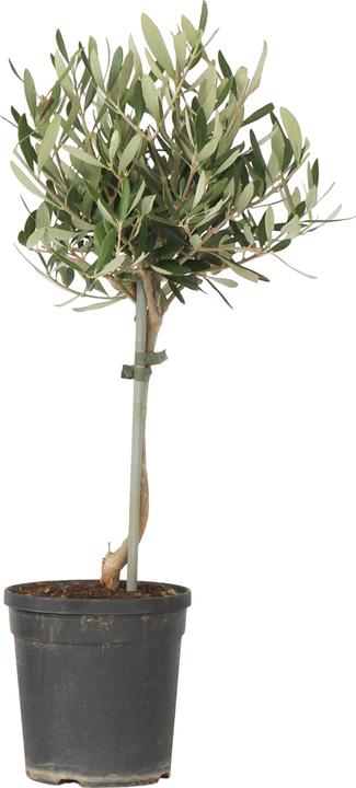 Produktbild Plant in a Box Olea europaea - Olivenbaum (45 cm)
