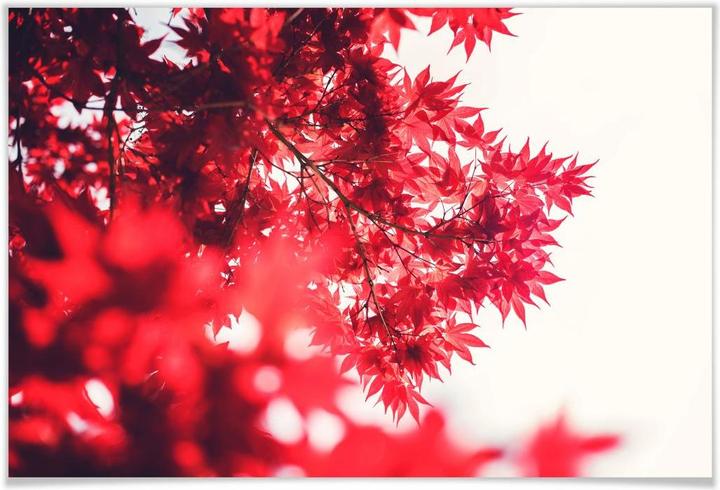 Image du produit Trenddeko Érable en automne (60 x 40 cm)