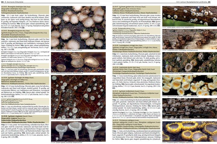 Actual product image Pilze Mitteleuropas (German, Gaby Keller, Rudolf Winkler, Margrith Montalta-Graf, 2024)