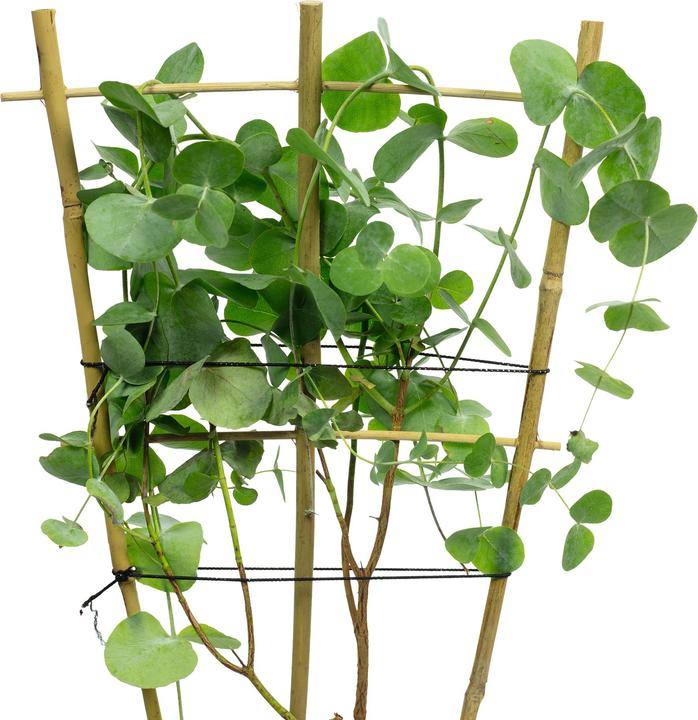 Produktbild Flowerbox Eukalyptus - Eucalyptus gunnii (50 cm)