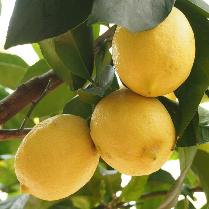 Produktbild Plant in a Box Citrus Limon - Zitrone (70 cm)