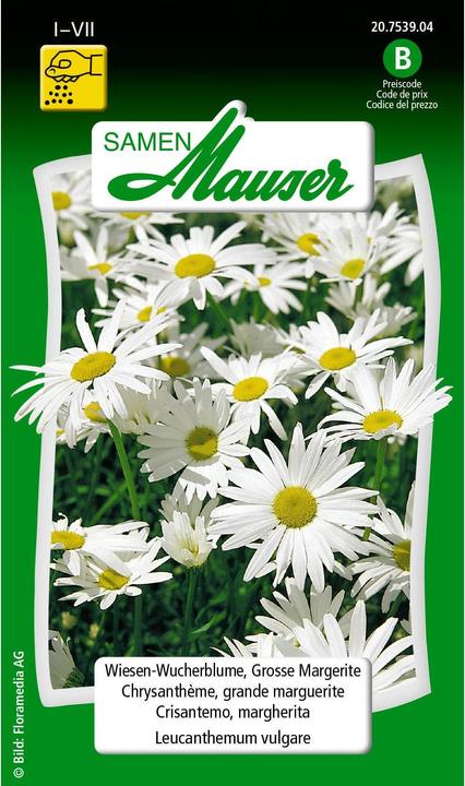 Samen Mauser Wiesen-Wucherblume, Grosse Margerite (Rasensamen)