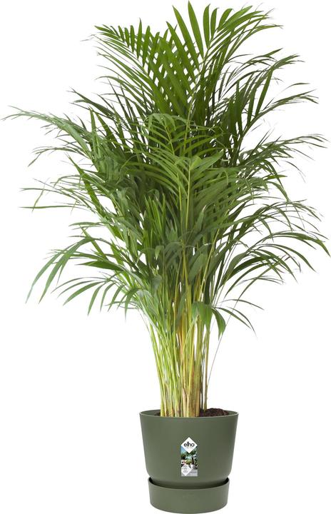 Produktbild Elho Greenville (39 cm)