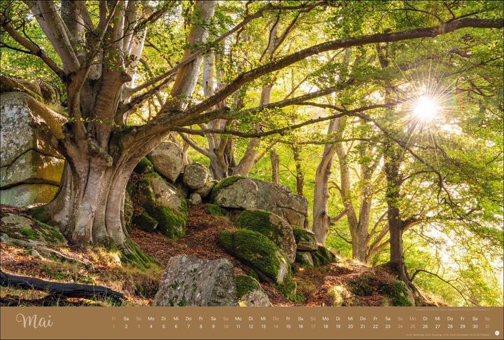 Actual product image Zauberwälder Edition Kalender 2026 (Hardcover, German)