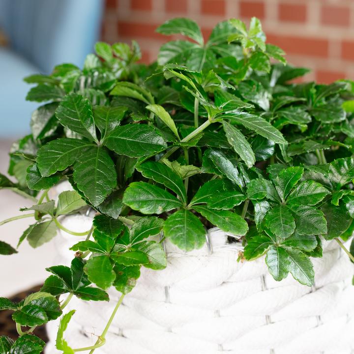Produktbild Flowerbox Zimmerwein "Smit Verona Vein" - Parthenocissus striata (20 cm)