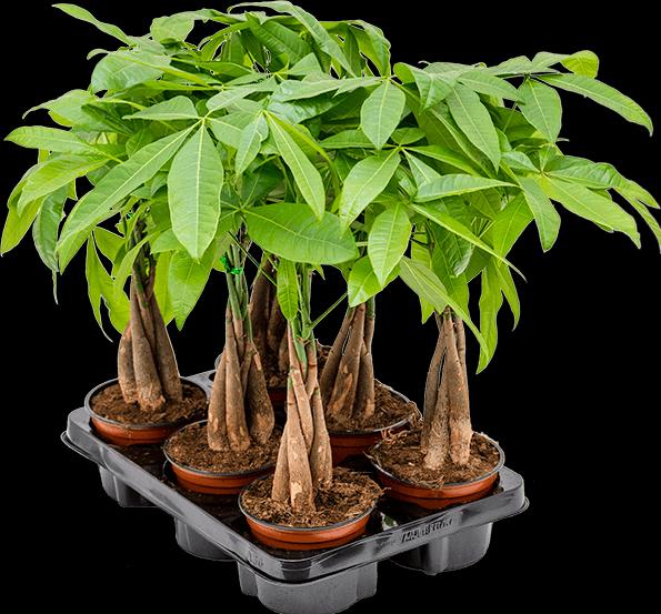Actual product image Mahaloplants Glückskastanie (45 cm, Animal friendly)