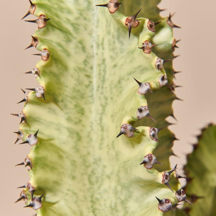 Immagine prodotto Mary and Plants Euforbia Cactus Variegata (70 cm)