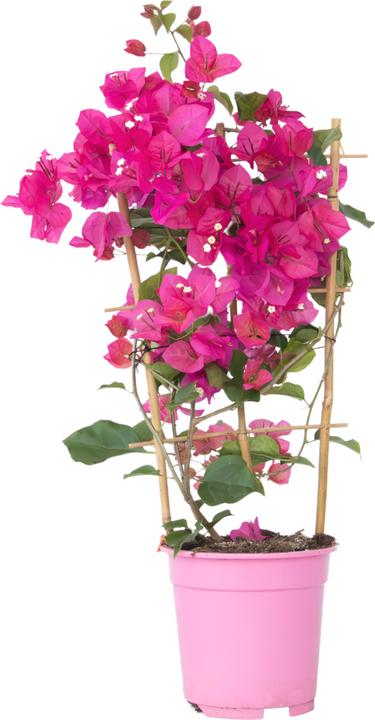 Actual product image Plant in a Box Bougainvillea (50 cm)