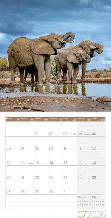 Actual product image Elefanten Kalender 2026 - 30x30 (30 x 30 cm, Hardcover, German, French, Italian, English)