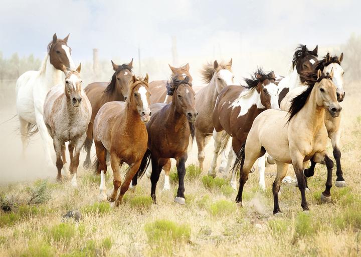 Image du produit Nathan Puzzle 1000 pièces Riding in the Desert (1000 pièces)