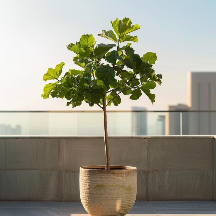 Produktbild Plant in a Box Ficus Carica - Feigenbaum (70 cm)