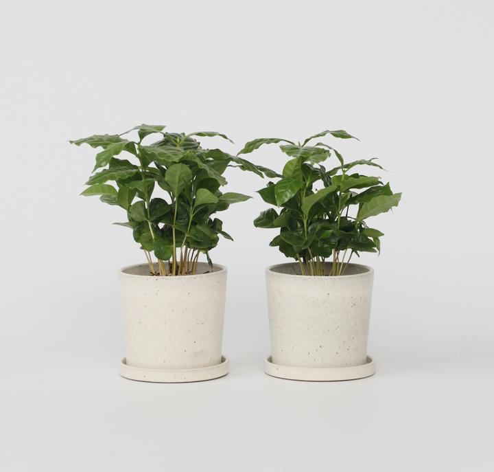 Produktbild Plant in a Box Coffea arabica - 4er Set Kaffeepflanze (25 cm)