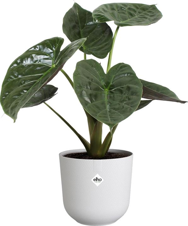 Produktbild Elho Jazz Rund (23 cm)