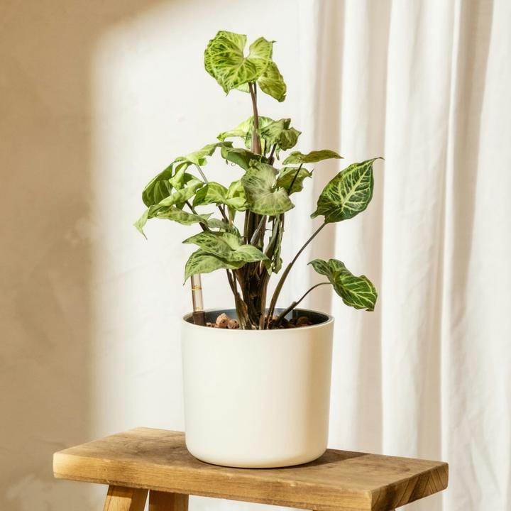 Produktbild Plant in a Box Syngonium 'Pixie' - 2er Set Zwerg-Arrowhead (25 cm)
