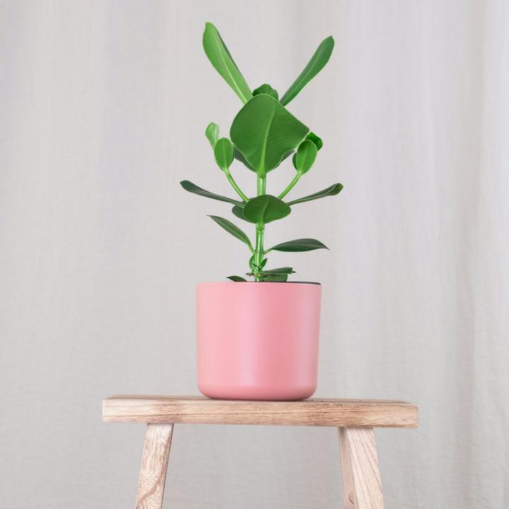 Immagine prodotto Plant in a Box Clusia rosea Princess - Set di 2 (25 cm)