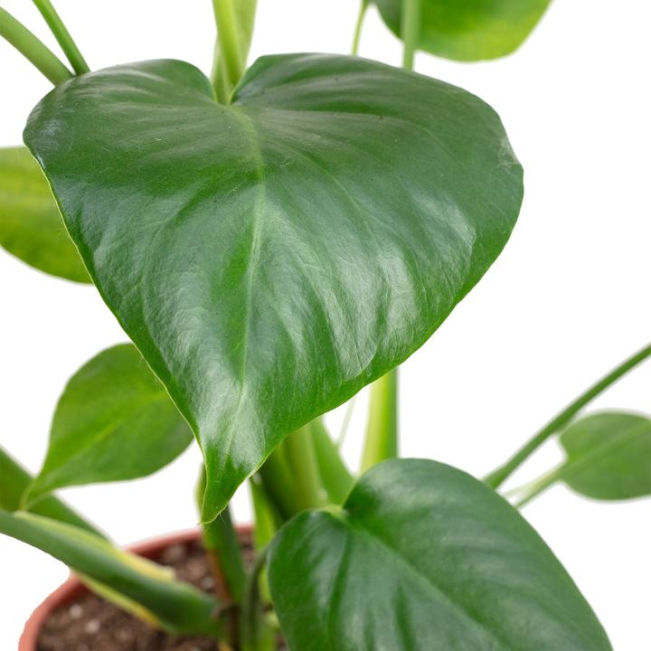 Produktbild Flowerbox Fensterblatt - Monstera Deliciosa (75 cm)