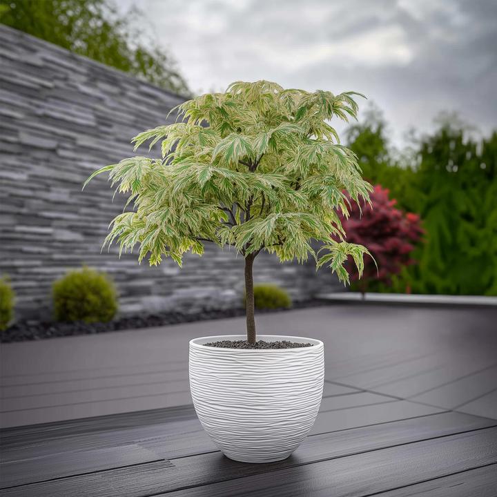 Image du produit Plant in a Box Acer palmatum 'Ukigumo' - Set de 2 érables japonais (50 cm)