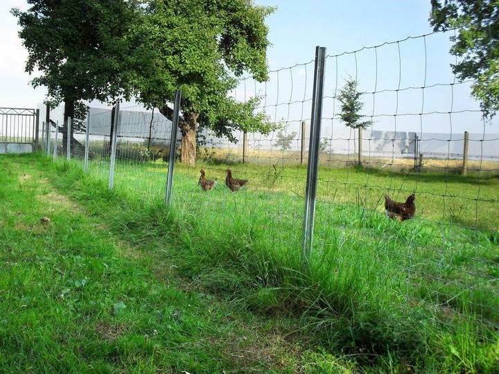 Produktbild Aquagart 50m Wildzaun Forstzaun Knotengeflecht Weidezaun Drahtzaun 80/6/15 Schwer