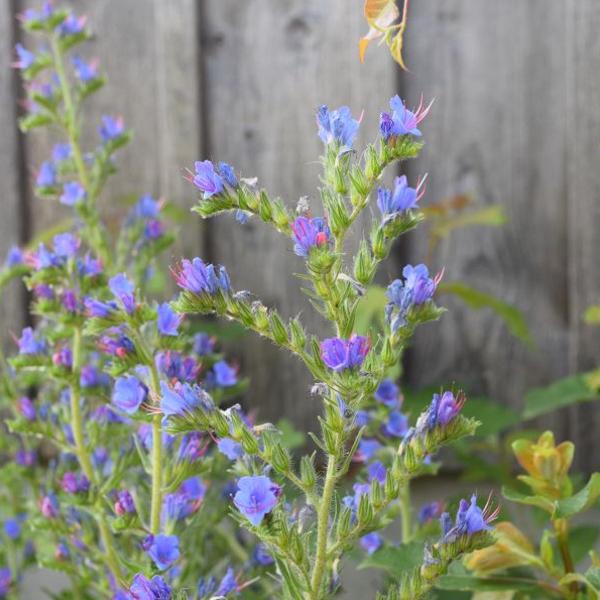 Produktbild Säntispracht 4 er Set, Gemeiner Natterkopf - Echium vulgare Gemeiner Natterkopf (100 cm)