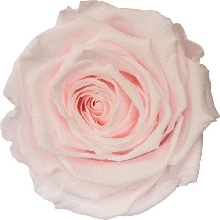 Actual product image Migros Ostschweiz Premium stem rose (stabilised rose) (Infinity Flowers)