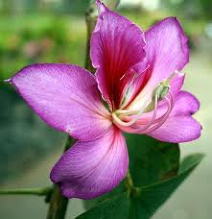 Produktbild Tropica Orchideen Baum (Blumenzwiebel)