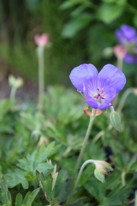 Produktbild Säntispracht Der starkwüchsige Storchschnabel - Geranium pratense 'Rozanne' (40 cm)