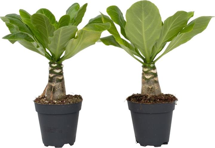 Actual product image Plant in a Box Brighamia Insignis - Set of 2 Alula Hawaiian Palm Tree (25 cm)