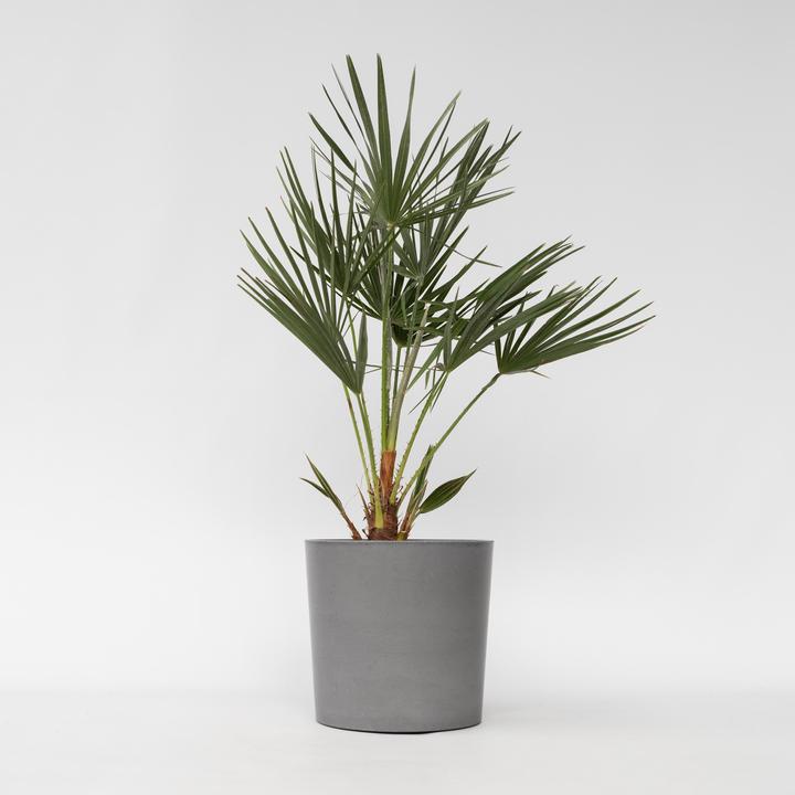 Produktbild Plant in a Box Chamaerops Humilis - Zwergpalme (80 cm)
