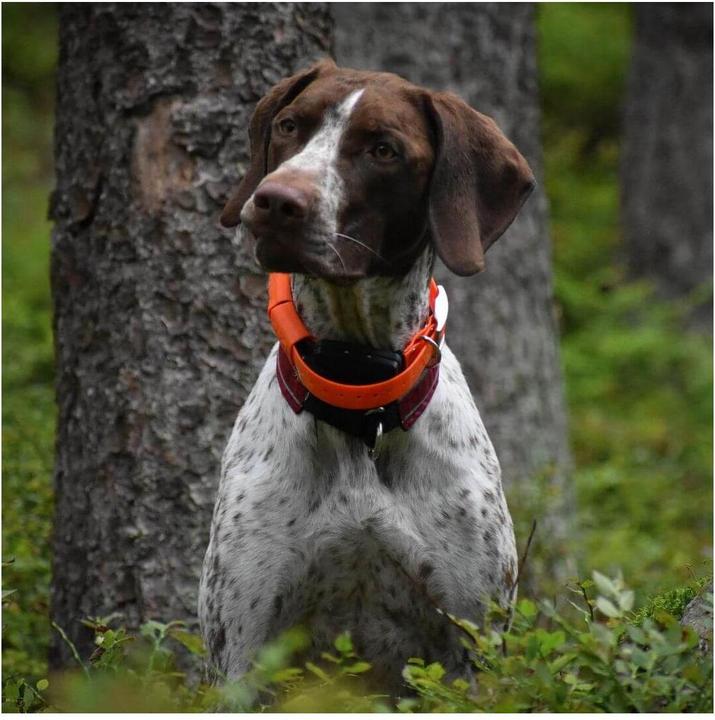 Produktbild Dogtrace GPS X20 Hundeortungsgerät (One Size, Hund)