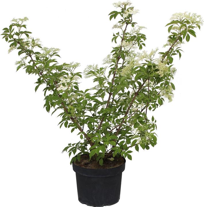 Produktbild Zulauf Schwarzer Holunder / Sambucus nigra (100 cm)