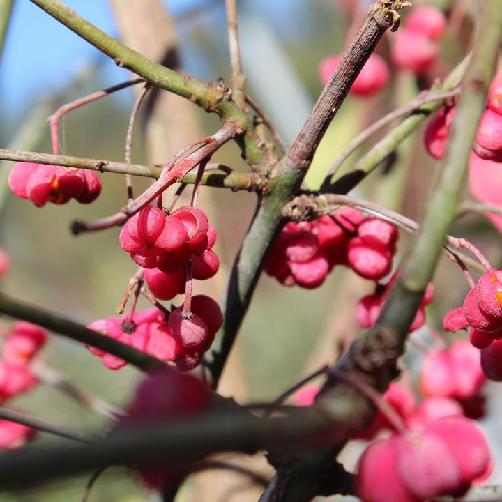 Produktbild Zulauf Pfaffenhütchen / Euonymus europaeus (80 cm)
