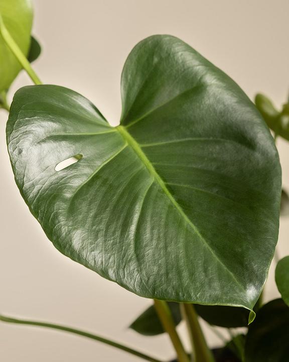 Immagine prodotto feey Monstera grande (65 cm, Appena rinvasata)