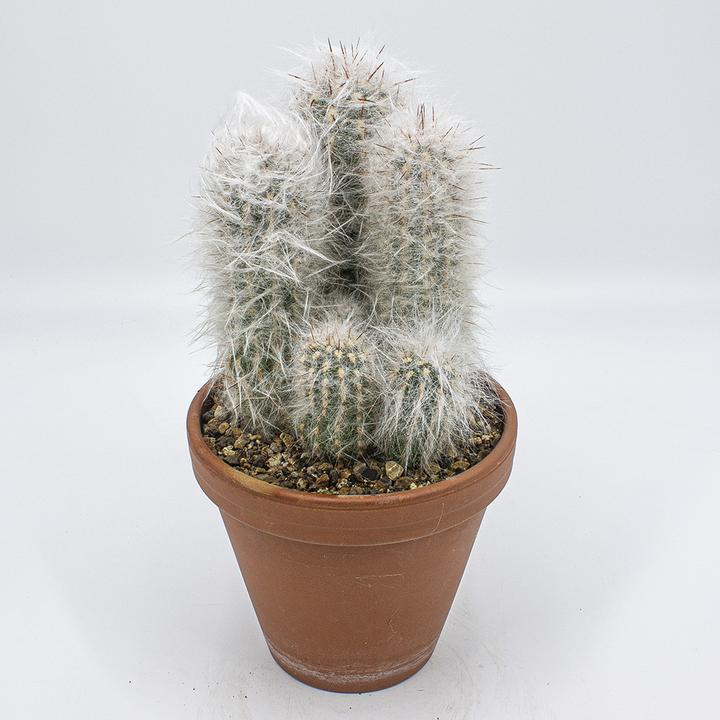Image du produit Kakteen Gautschi Groupe Oreocereus trollii (35 cm)