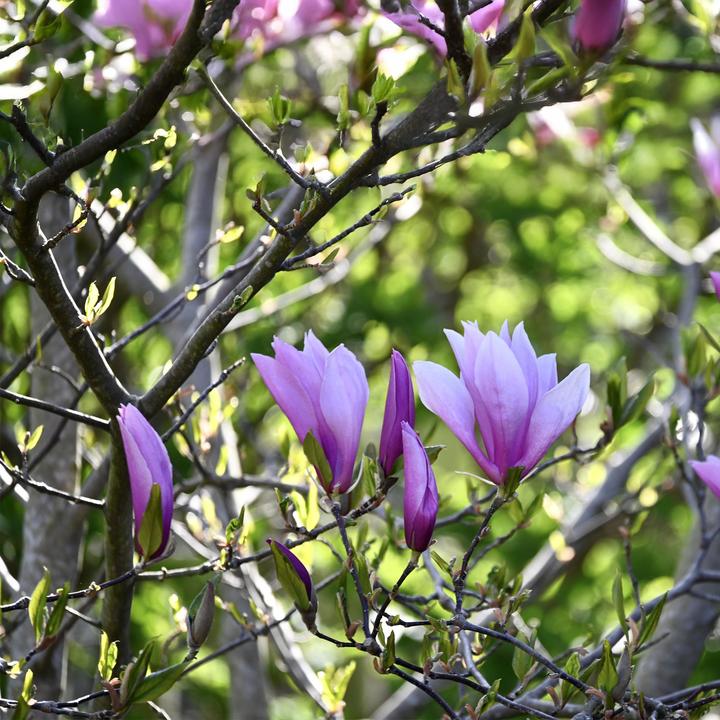 Produktbild Plant in a Box Magnolia susan, soulangeana, stellata (25 cm)