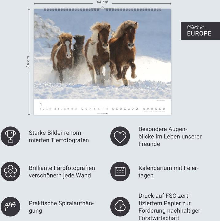 Produktbild Islandpferde Kalender 2026 (44 x 34 cm, Harter Einband, Deutsch, Englisch)