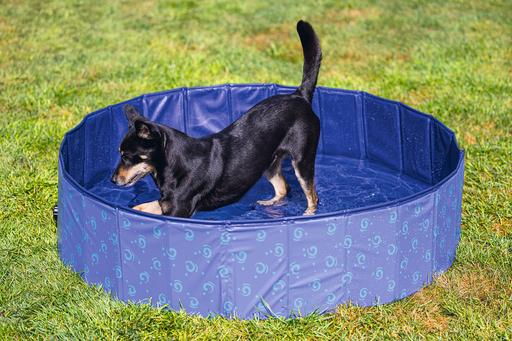 Immagine prodotto Beeztees Piscina per cani (Piscina per cani)