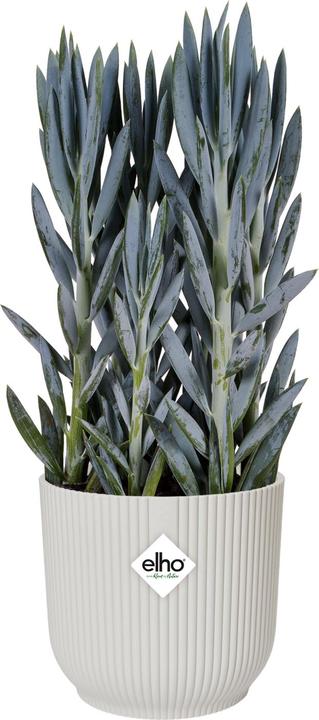 Productafbeelding Elho Vibes Vouwen (22 cm)