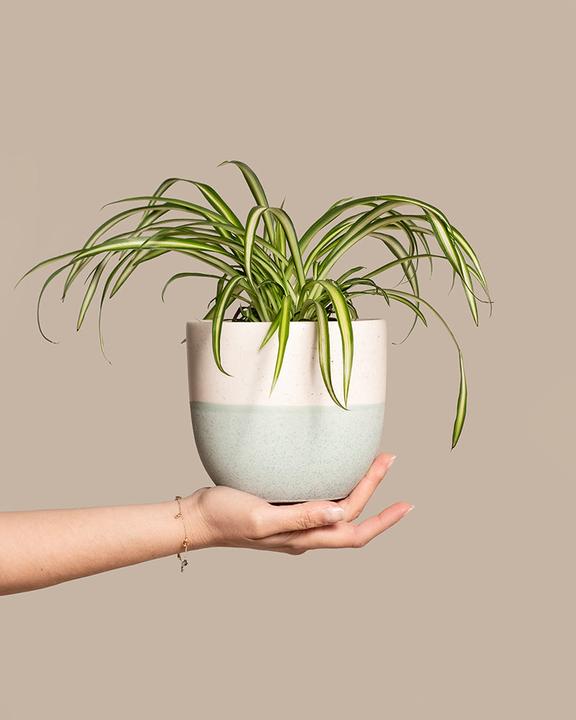 Image du produit feey Grünlilie (25 cm, Fraîchement rempotés)