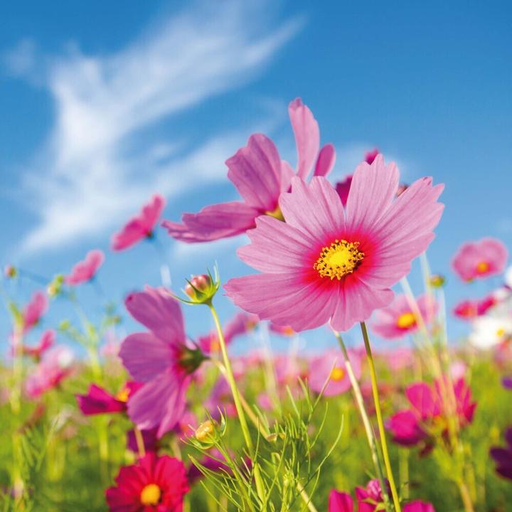 Produktbild Blumen 2025 (30 x 30 cm, Harter Einband, Englisch)