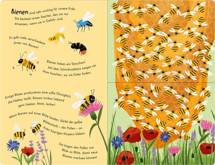 Produktbild Bienen & Käfer – Ein Klipp-Klapp-Buch über Krabbeltiere (Deutsch, Molly Littleboy, 2025)