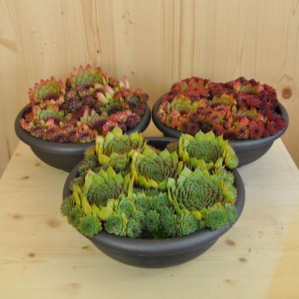 Produktbild Säntispracht Der robuster Hauswurz - Sempervivum (10 cm)