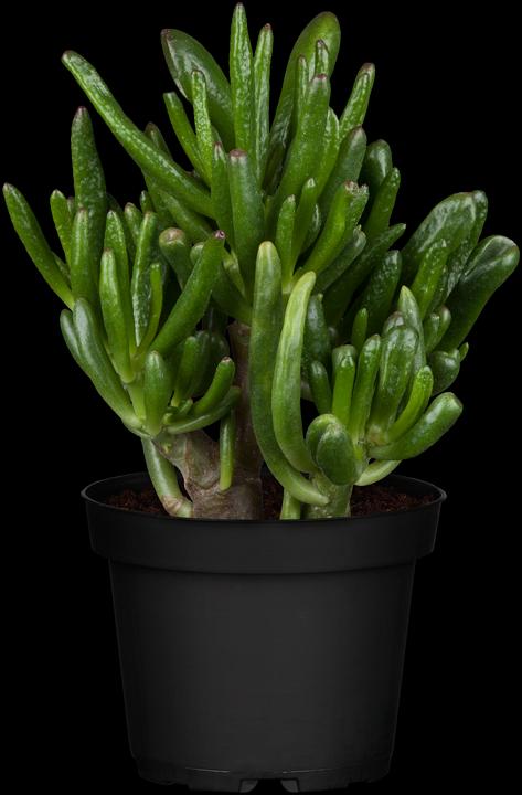 Produktbild Gollum (25 cm)