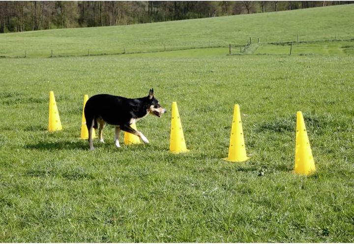 Productafbeelding Kerbl Behendigheid Pylon Horden Set (Eén maat voor iedereen, Behendigheid)