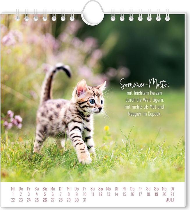 Produktbild Postkartenkalender 2026 Auf leisen Pfot (16 x 17 cm, Harter Einband, Deutsch)