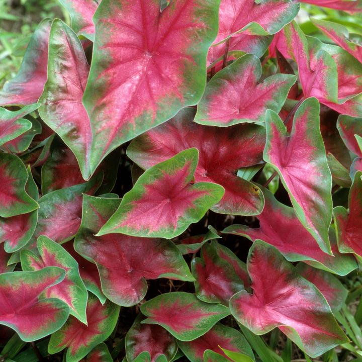 Actual product image Plant in a Box Caladium Postman Joyner - Set of 2 Arum (25 cm)