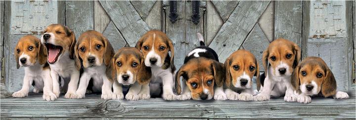 Actual product image Clementoni Panorama beagles (1000 pieces)